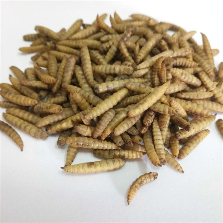 Microwaved Dried BSF Larvae Fish Food
