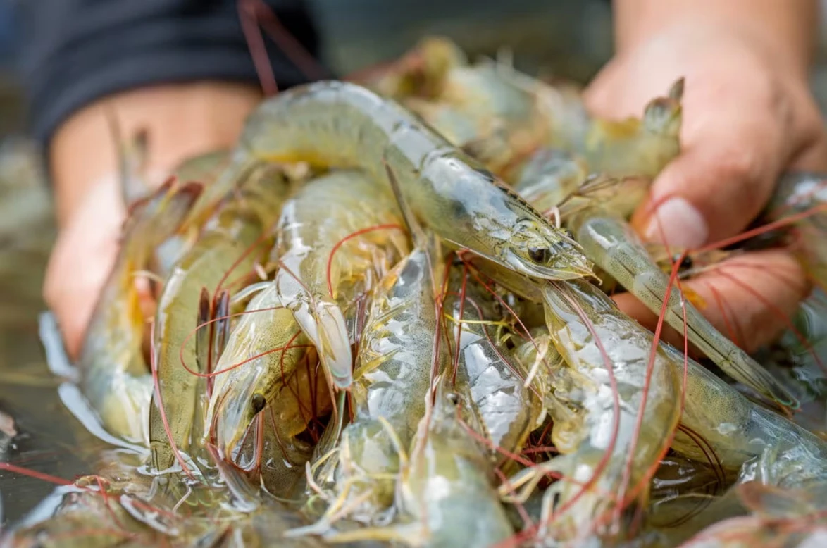 shrimp harvest shrimp harvest