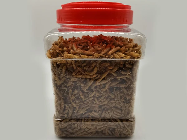 MD black soldier fly larvae MD black soldier fly larvae