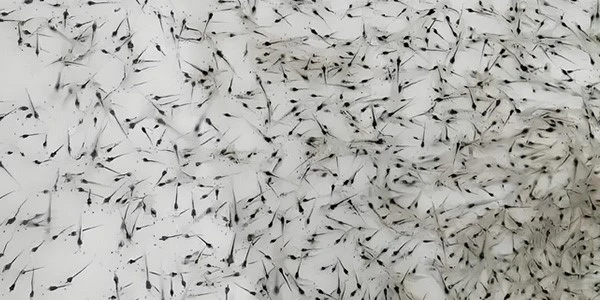picture of prawn larvae picture of prawn larvae
