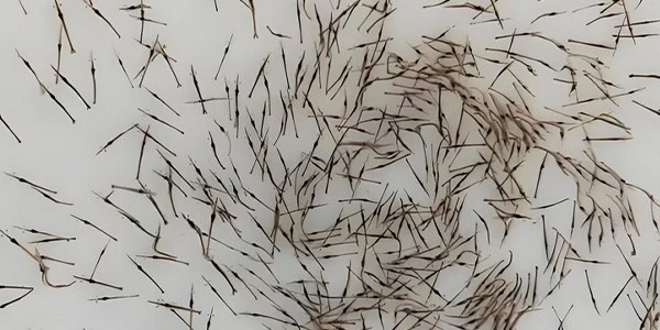 shrimp larvae shrimp larvae